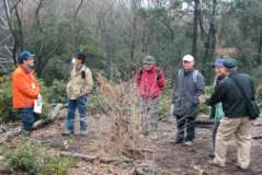 皆伐１年目の萌芽更新の様子